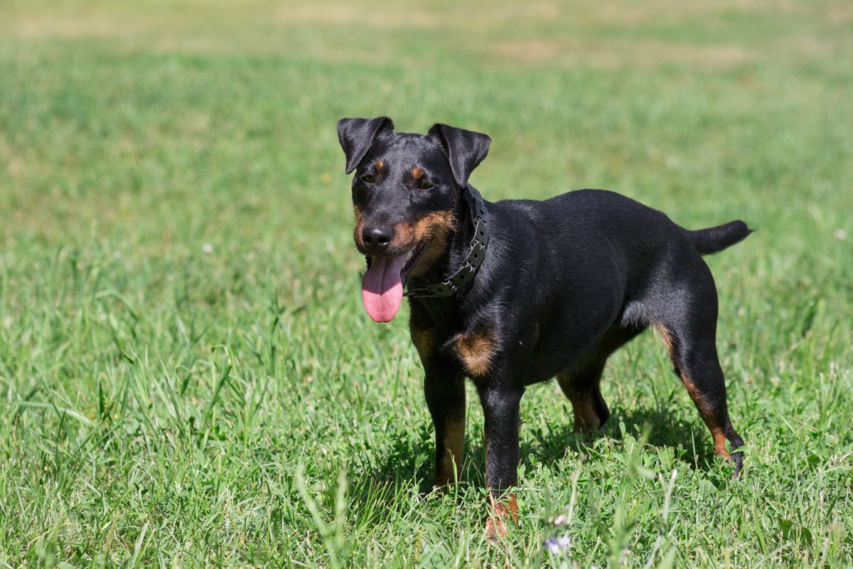 jagdterrier