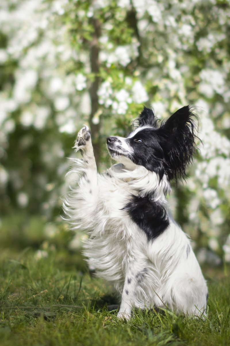 papillon pacsi