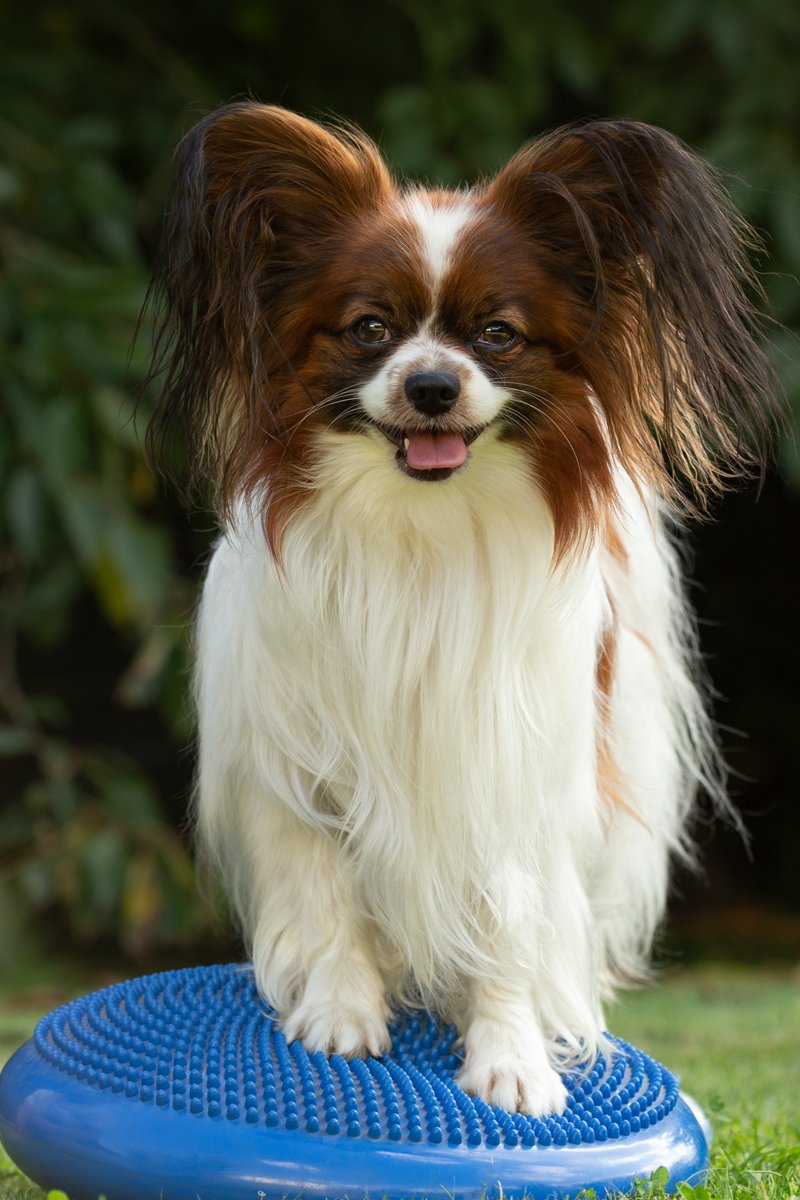 Papillon egyensúlyozó korong