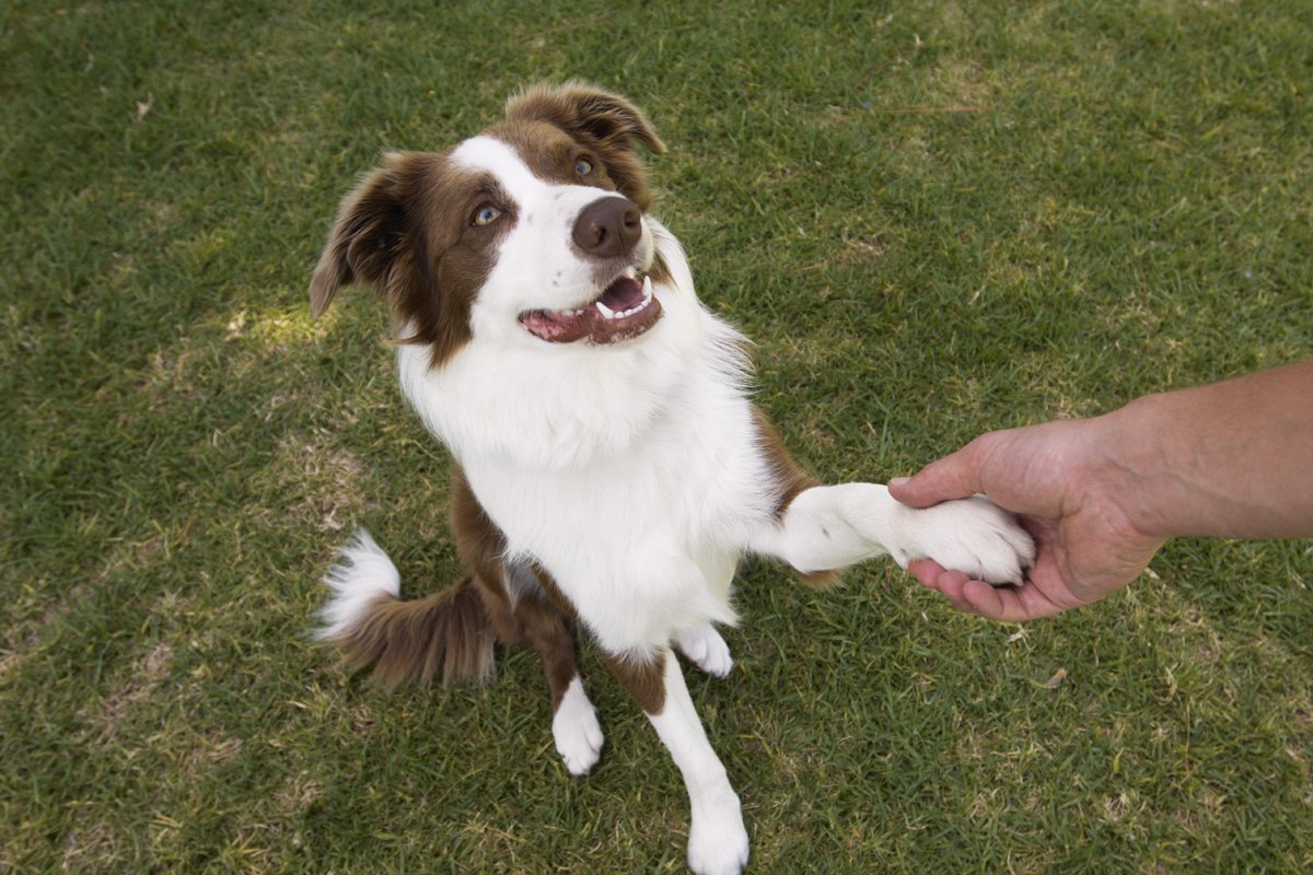 border collie pacsi