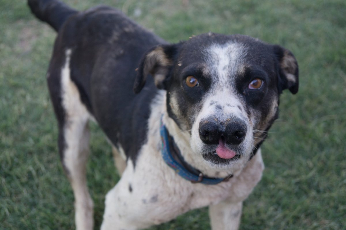 Dog with broken nose. Catalburun
