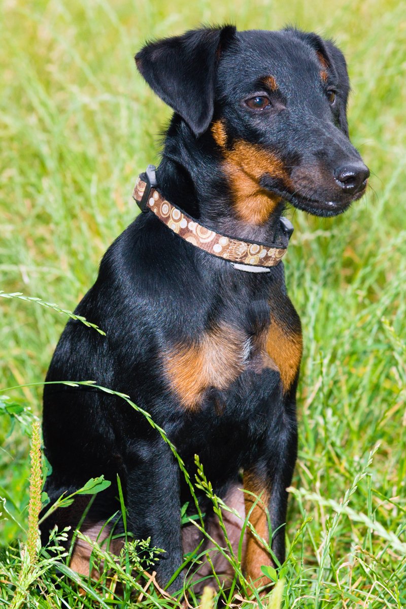 Jagdterrier
