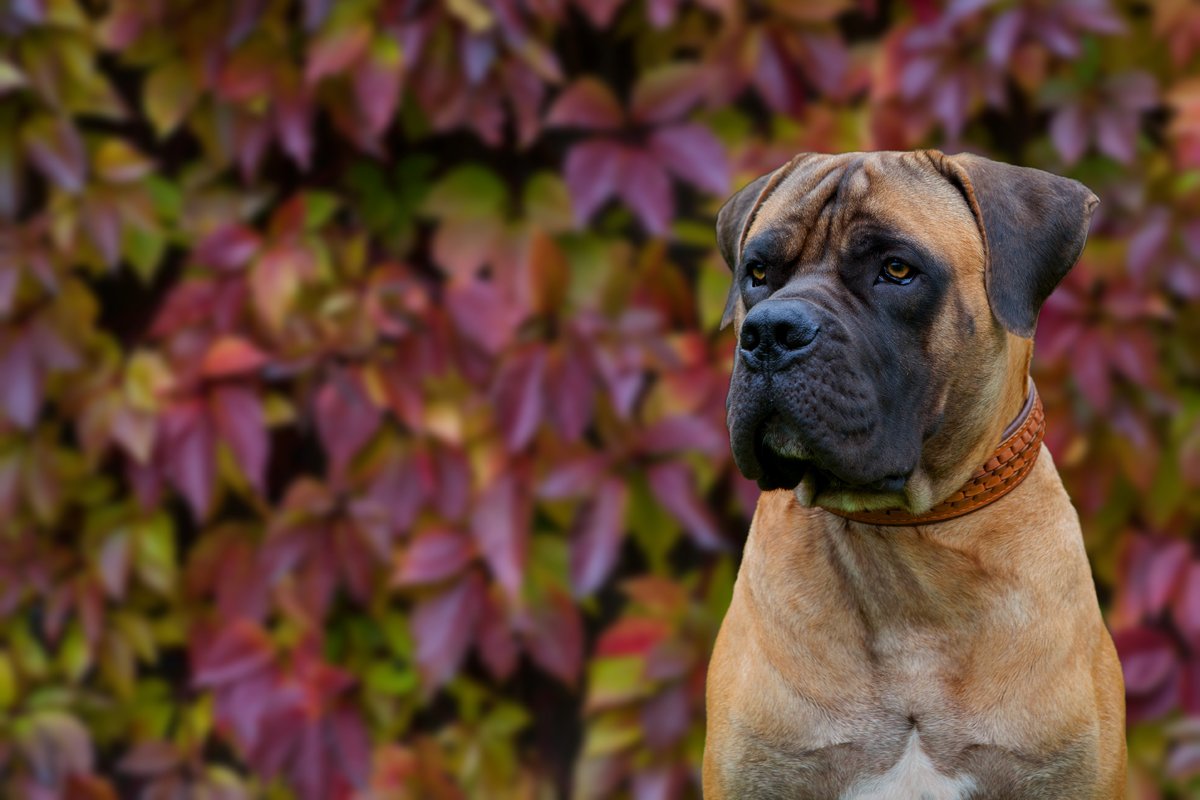 Boerboel