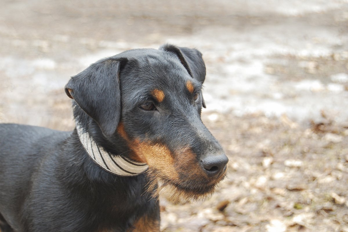 jagdterrier