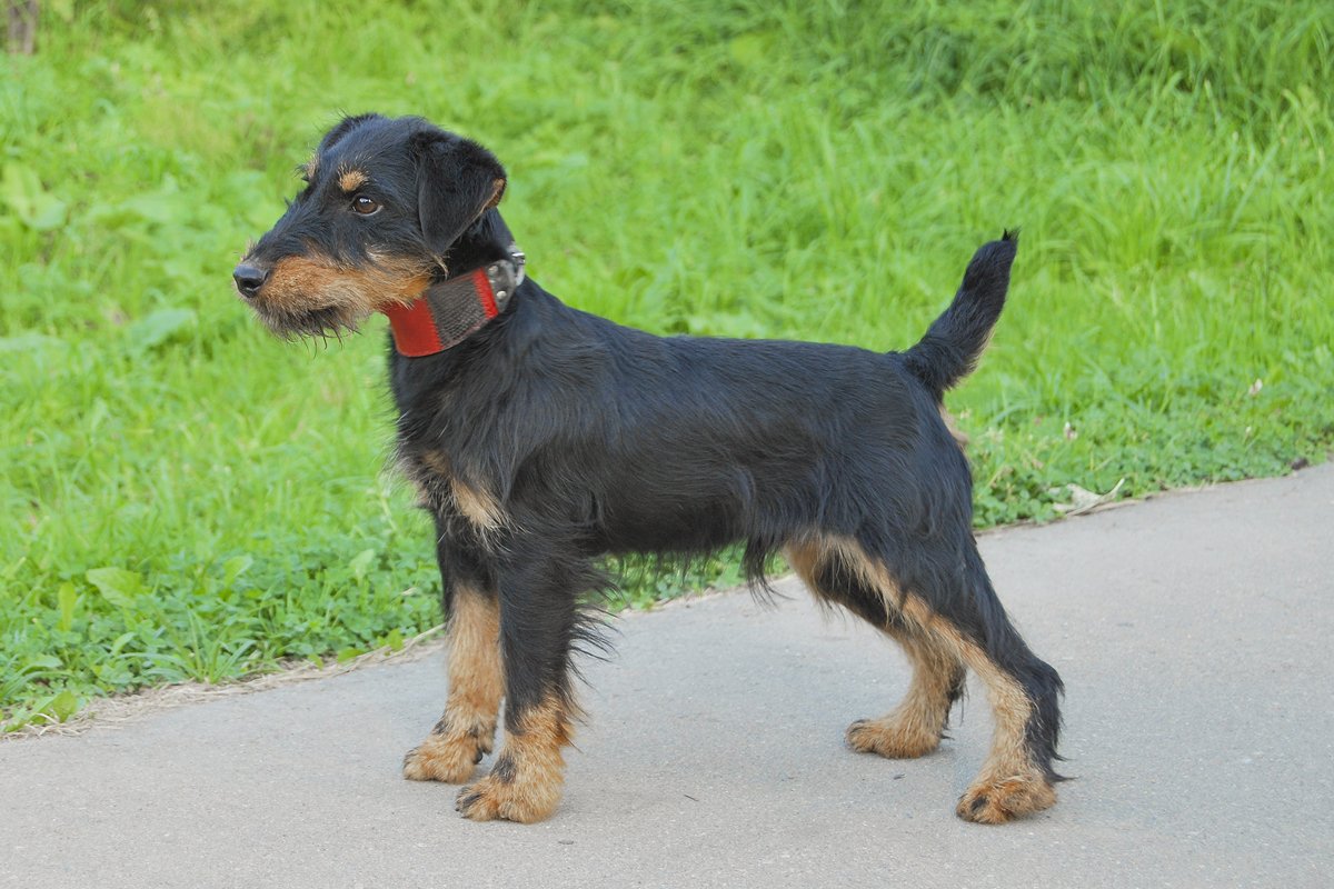 jagdterrier kölyök