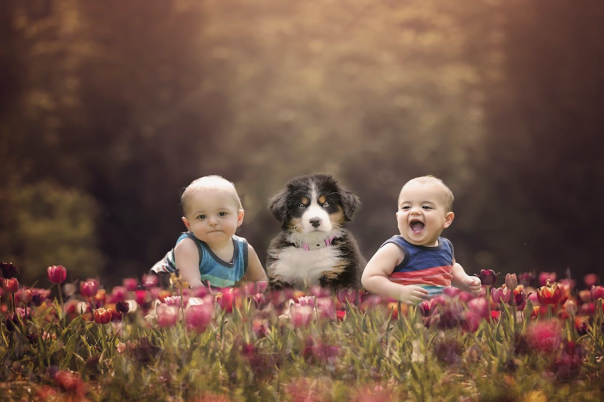 13 Month Old Fraternal Twins Sit Together With a Bernese Mountain Dog Puppy in Tulips