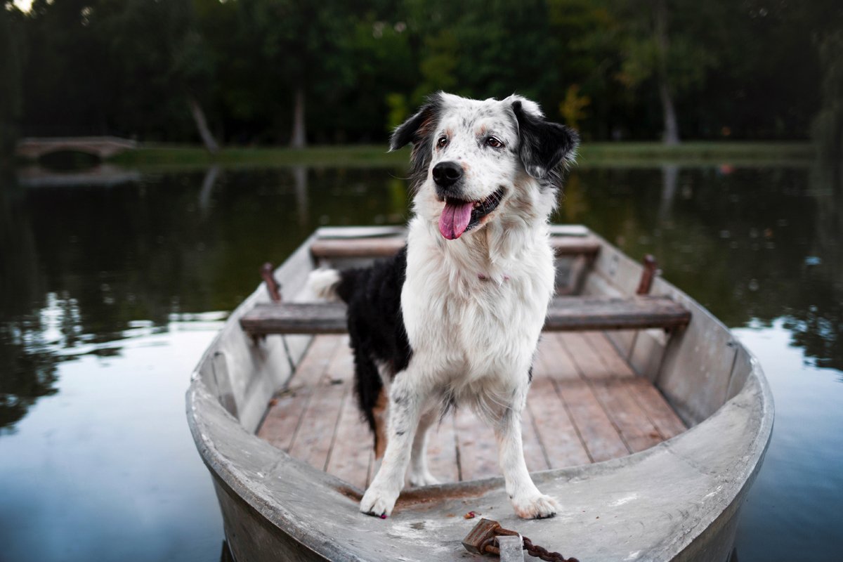 bellavoyage