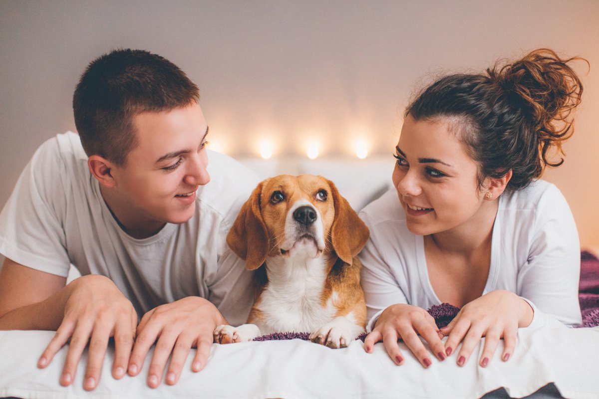 beagle pár család ágy fekszik férfi nő