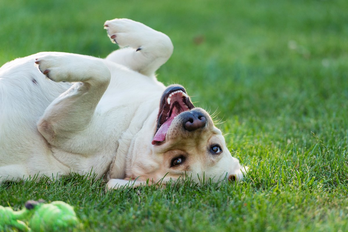Labrador mosolyog hátán fekszik játék