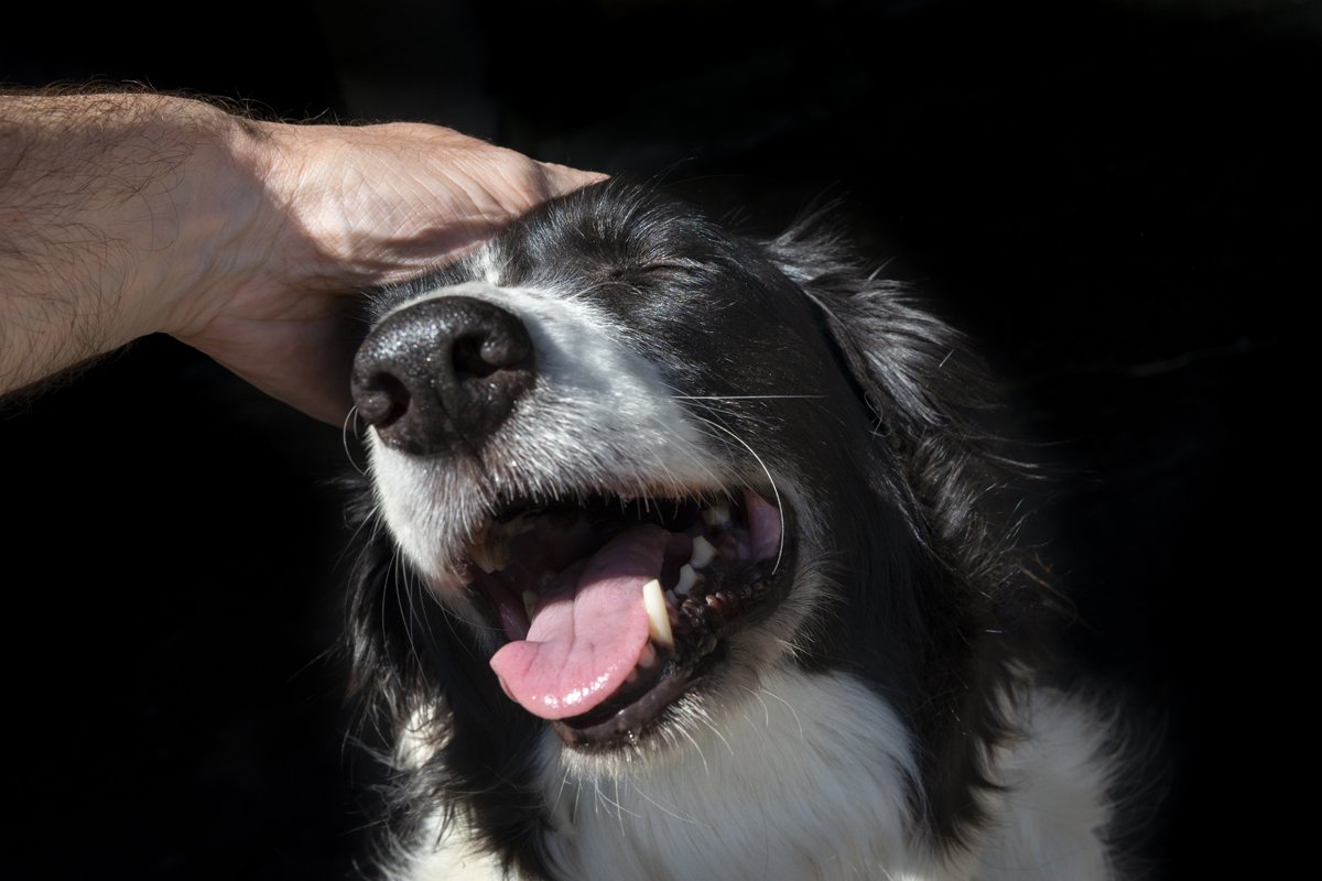 Border Collie simogatás vakargatás