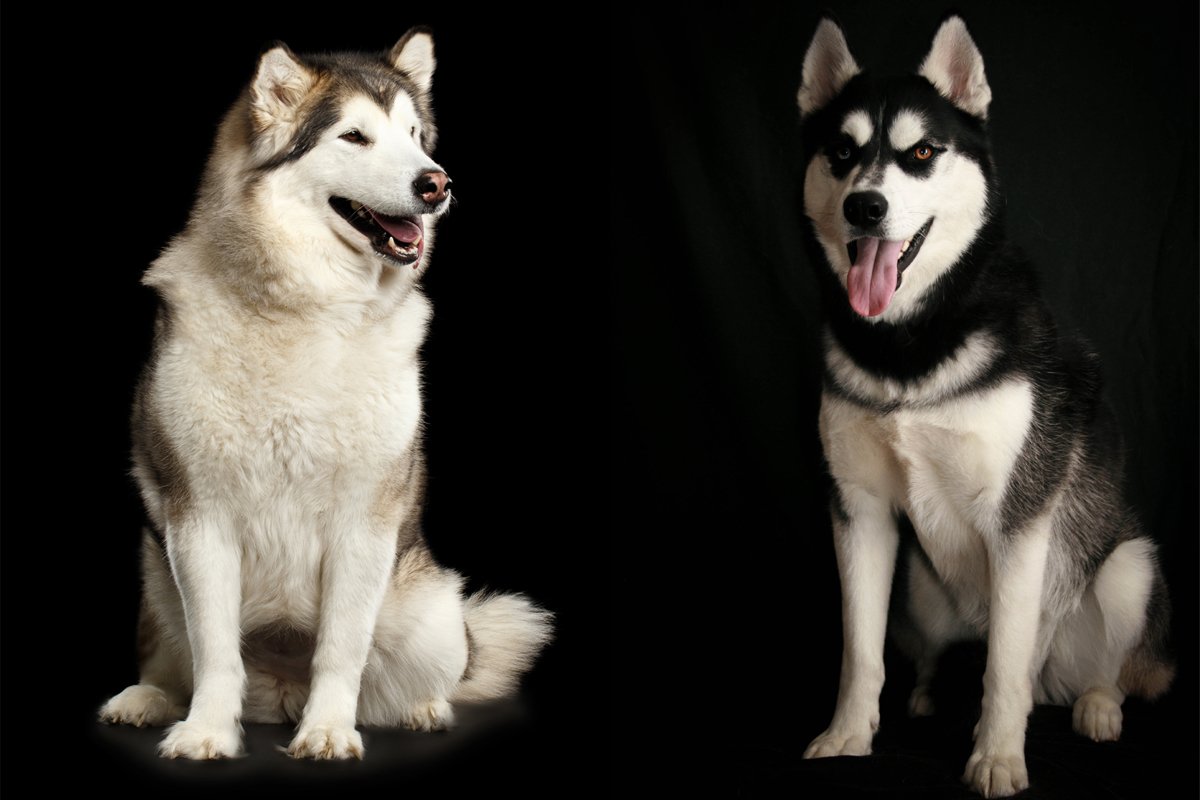 malamut husky
