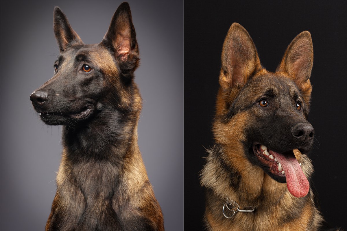 malinois nemetjuhasz