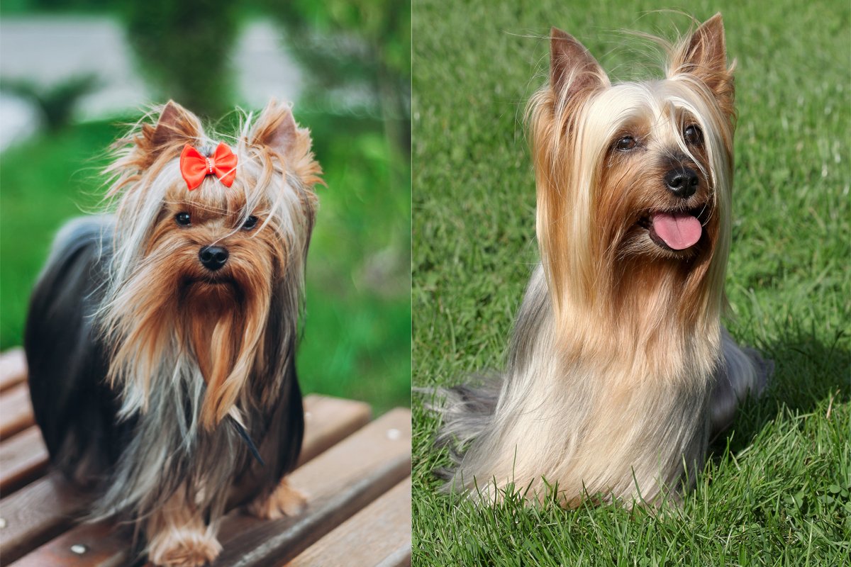 silky yorkshire terrier