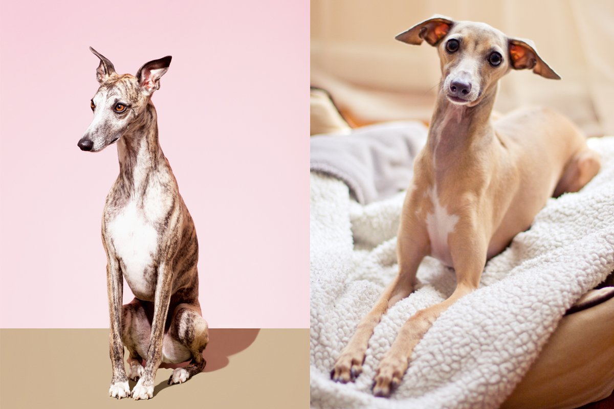 whippet-kis olasz agar