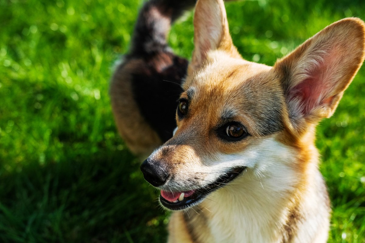 corgi figyel