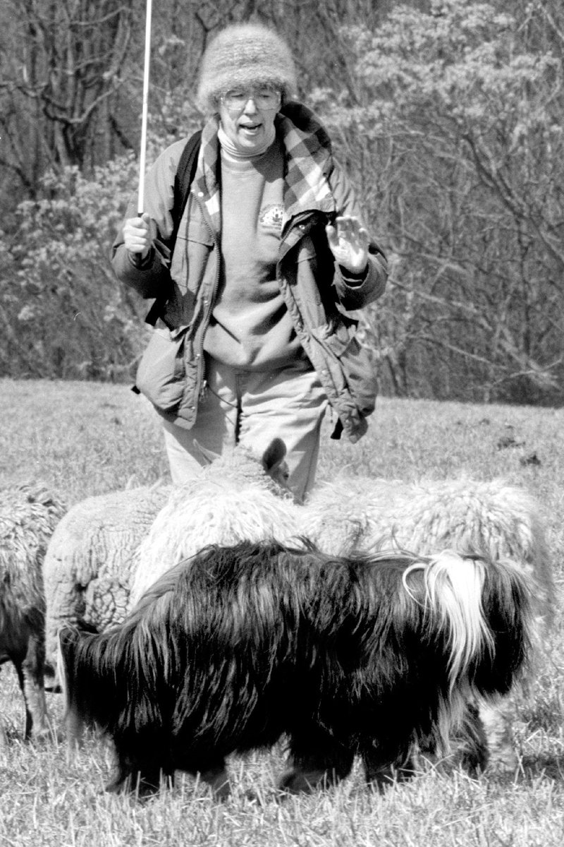 bearded szakállas collie terel nyáj juh