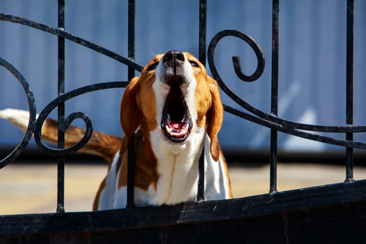 beagle ugat kerítés