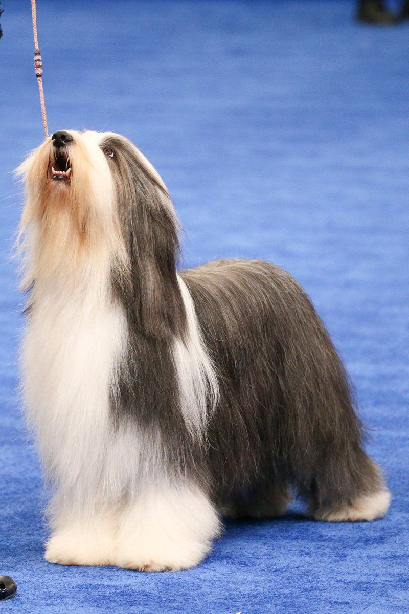 bearded szakállas collie kiállítás