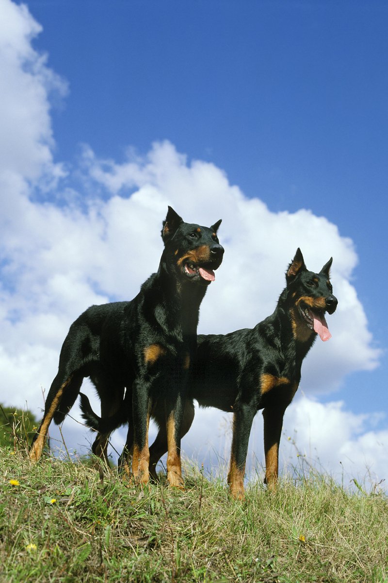 beauceron beauce-i juhászkutya két