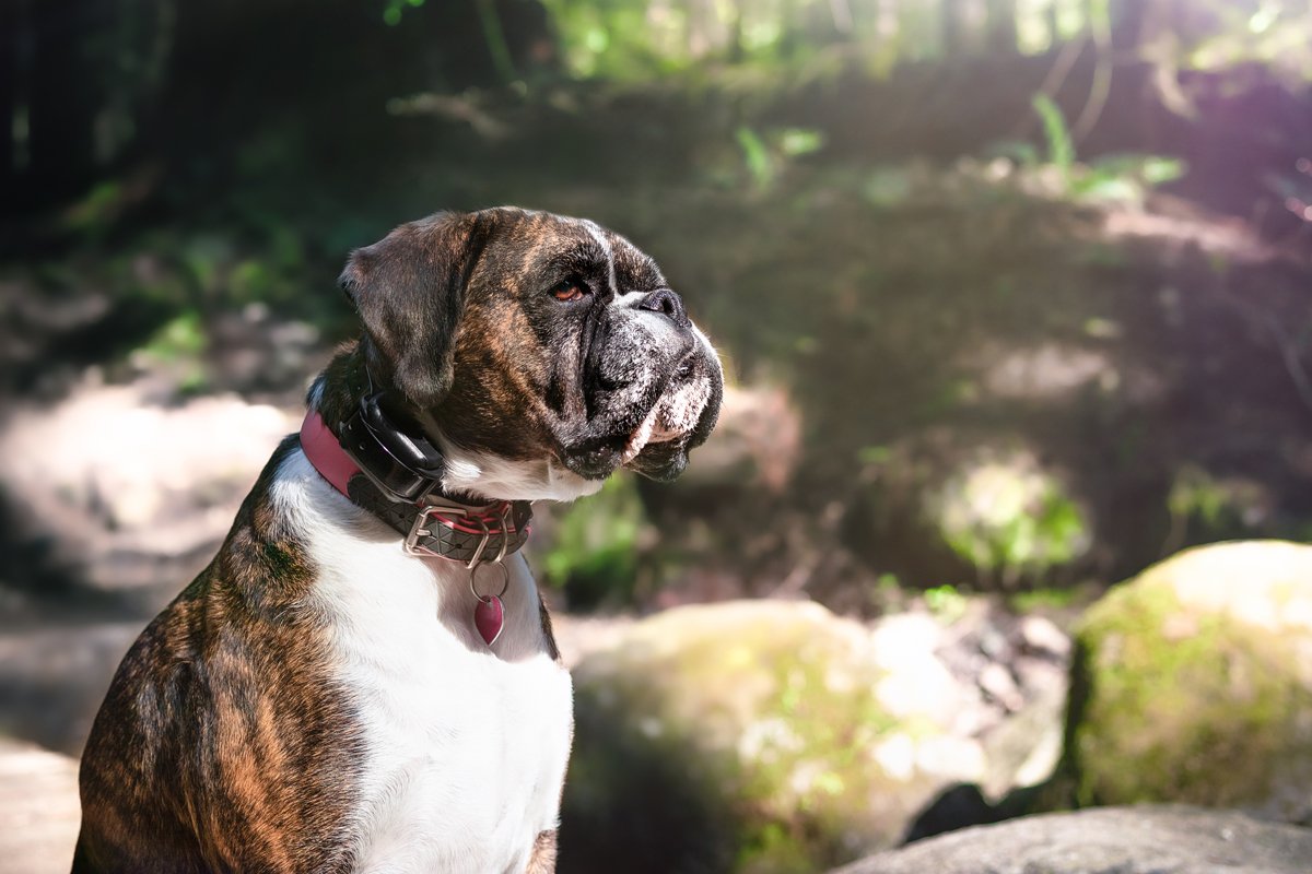 boxer nyakörv ugatásgátló elektromos