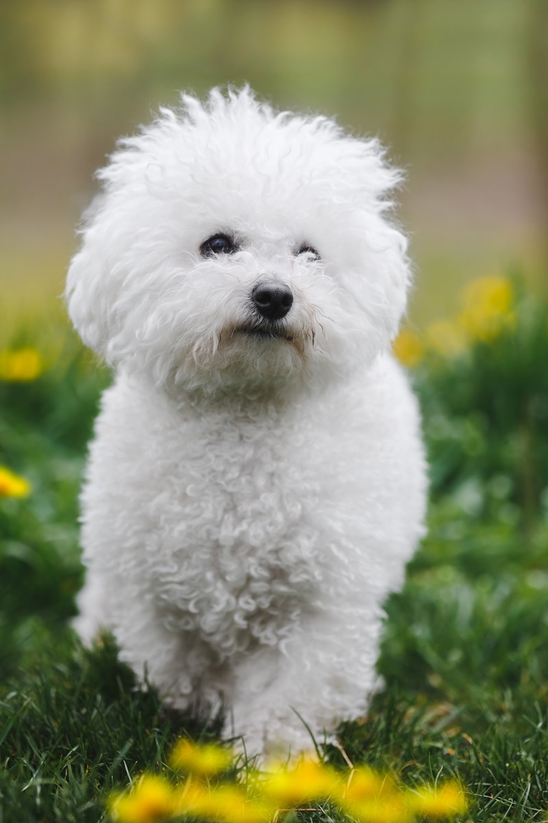 Bichon Frise