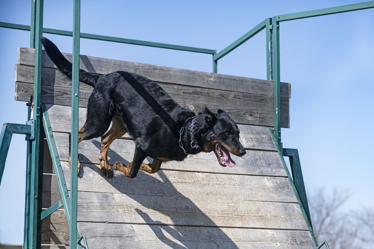 palánk beauceron beauce-i juhászkutya