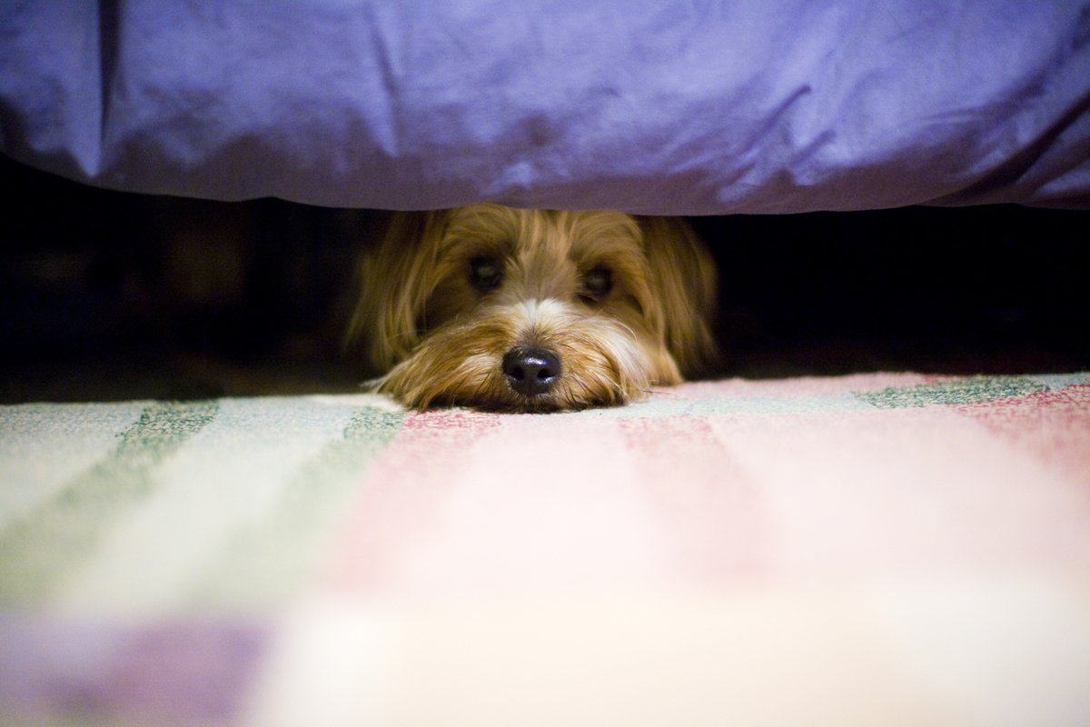 yorkshire terrier fél ágy alatt elbújik