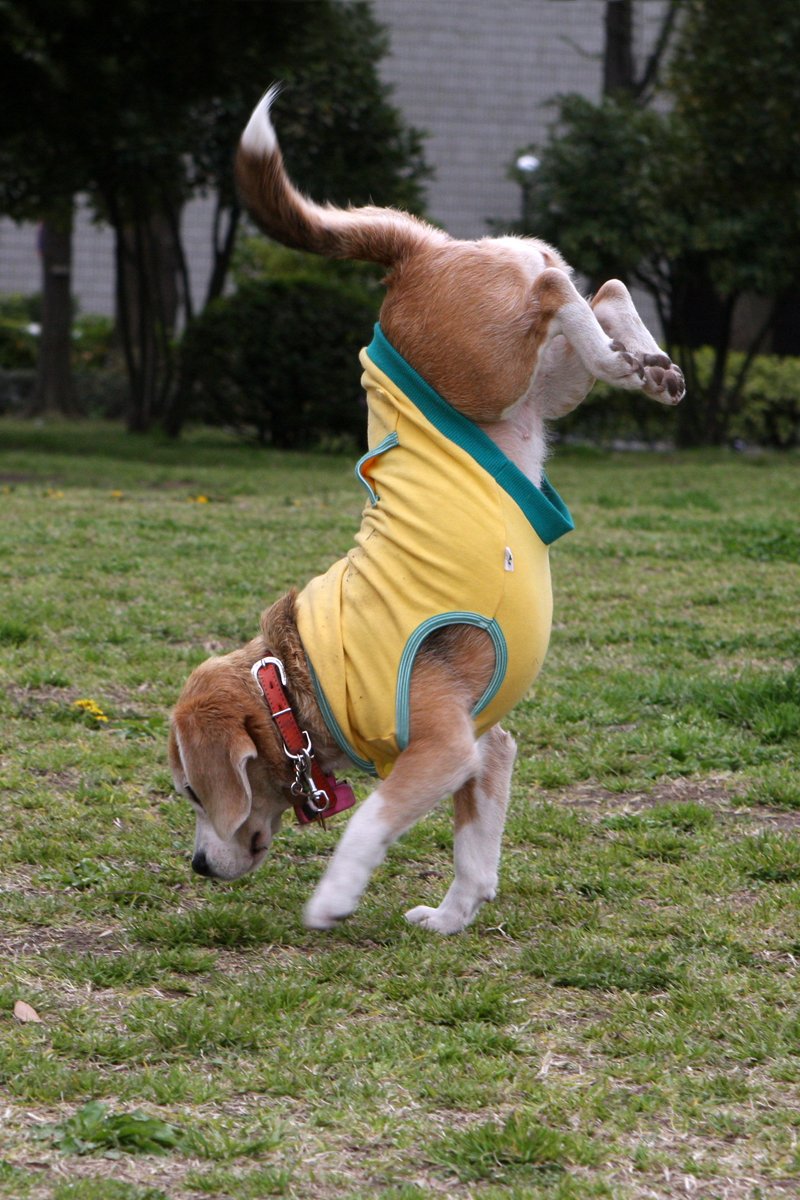 kézenáll beagle