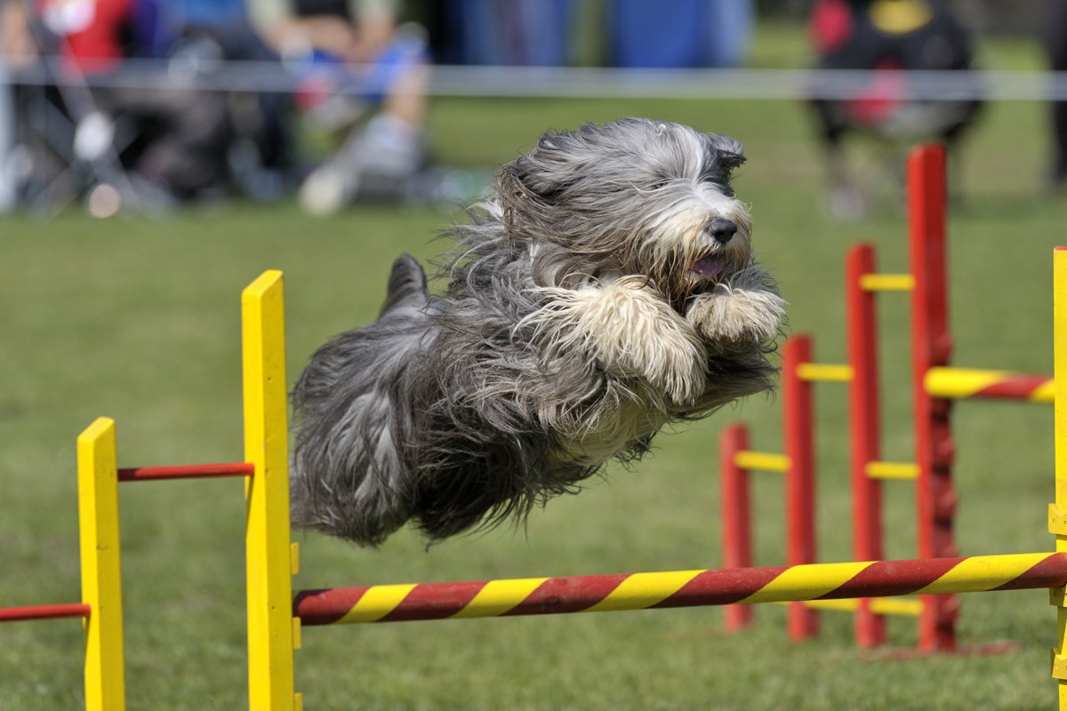 Bearded Collie szakállas agility