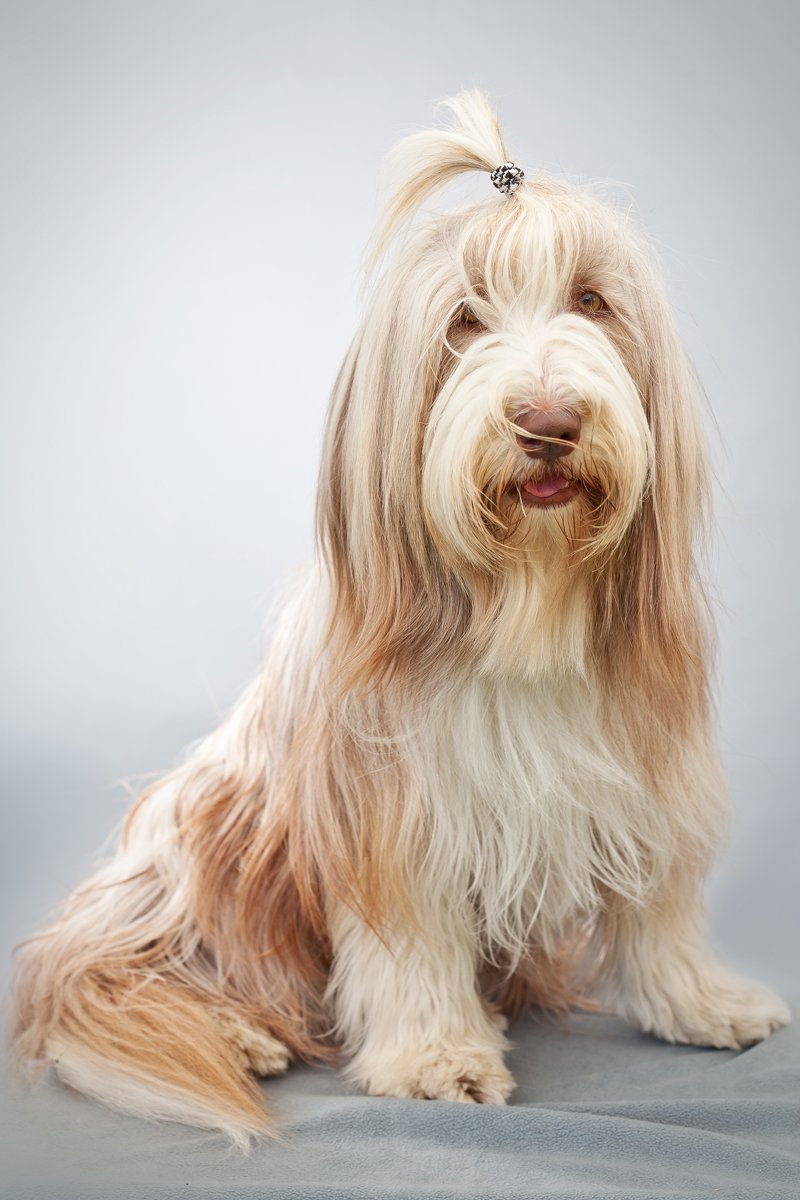 bearded szakállas collie