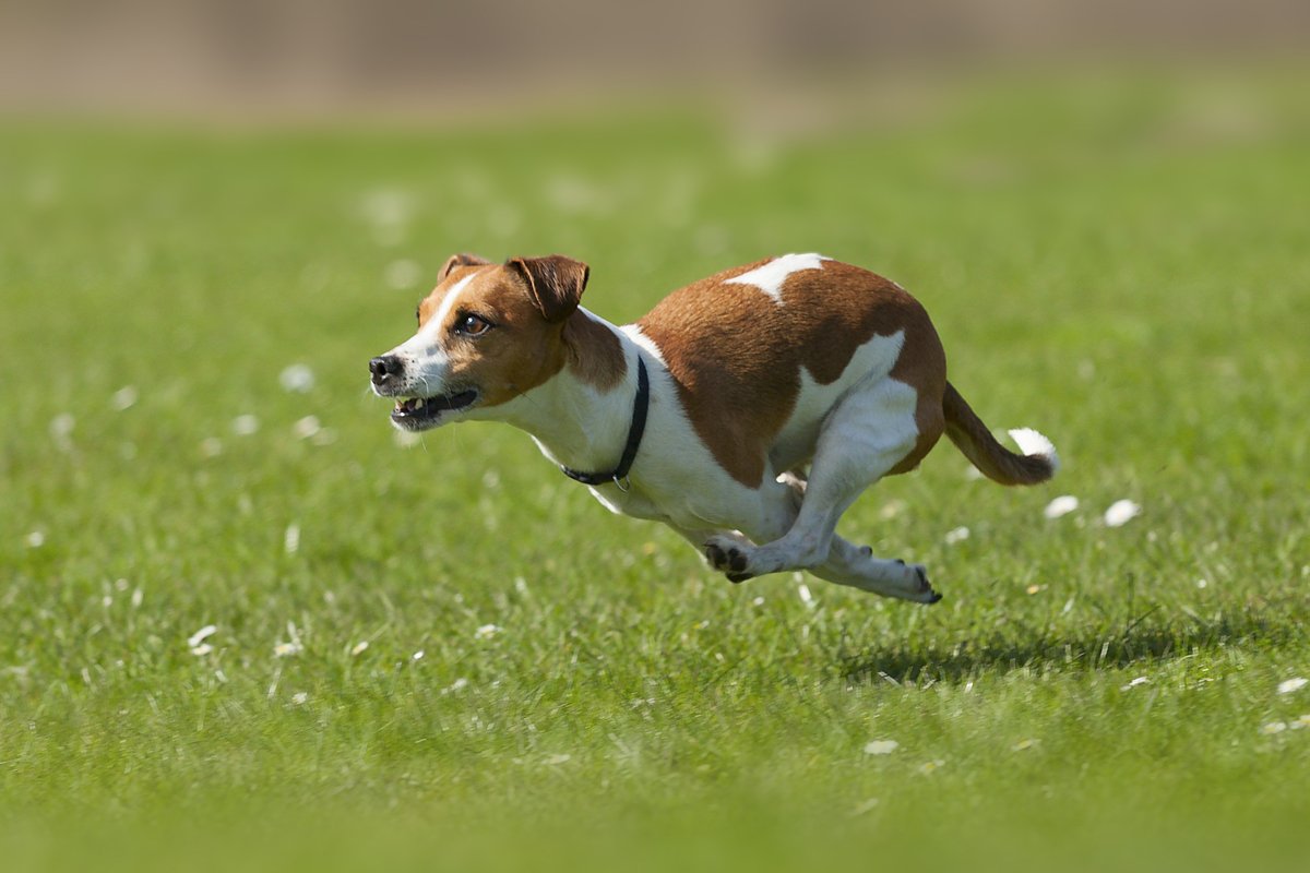 Jack Russel fut rohan zoomie