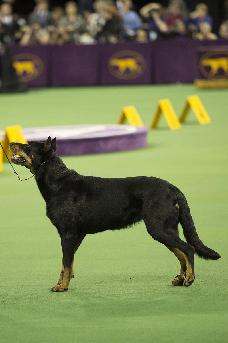 beauceron beauce-i juhászkutya kiállítás