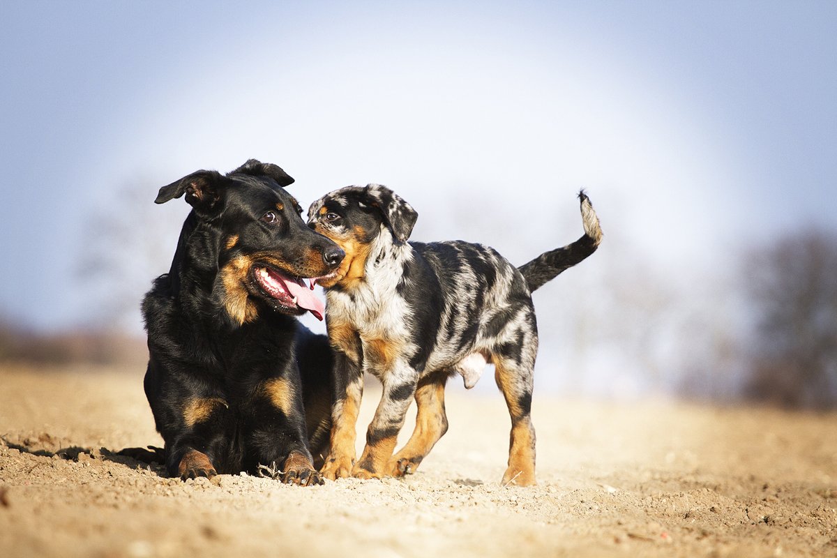 beauceron beauce-i juhászkutya kölyök