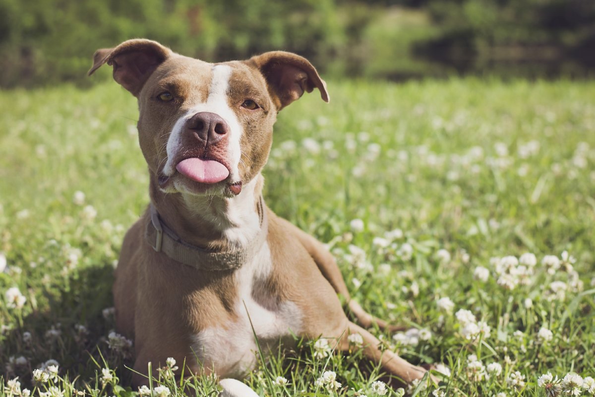 pitbull kinyújtja a nyelvét rét mező fekszik