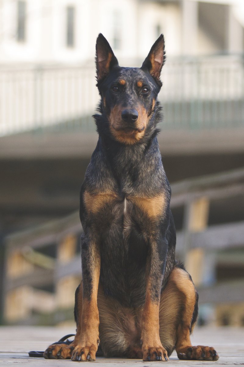 beauceron beauce-i juhászkutya