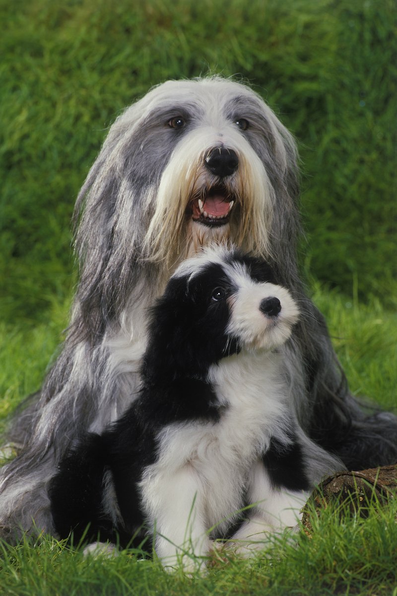 bearded szakállas collie kölyök