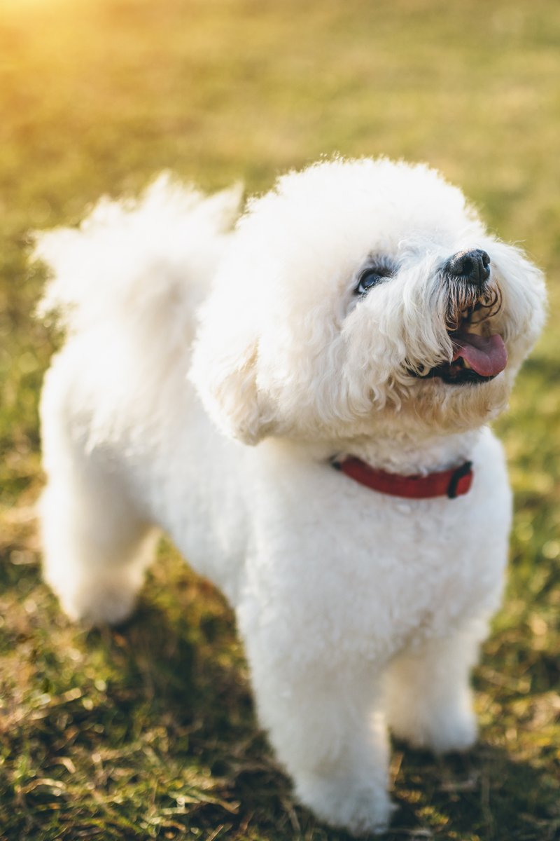 Bichon Frise