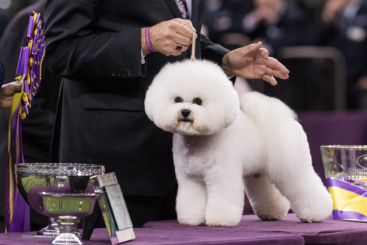 Bichon Frise kiállítás