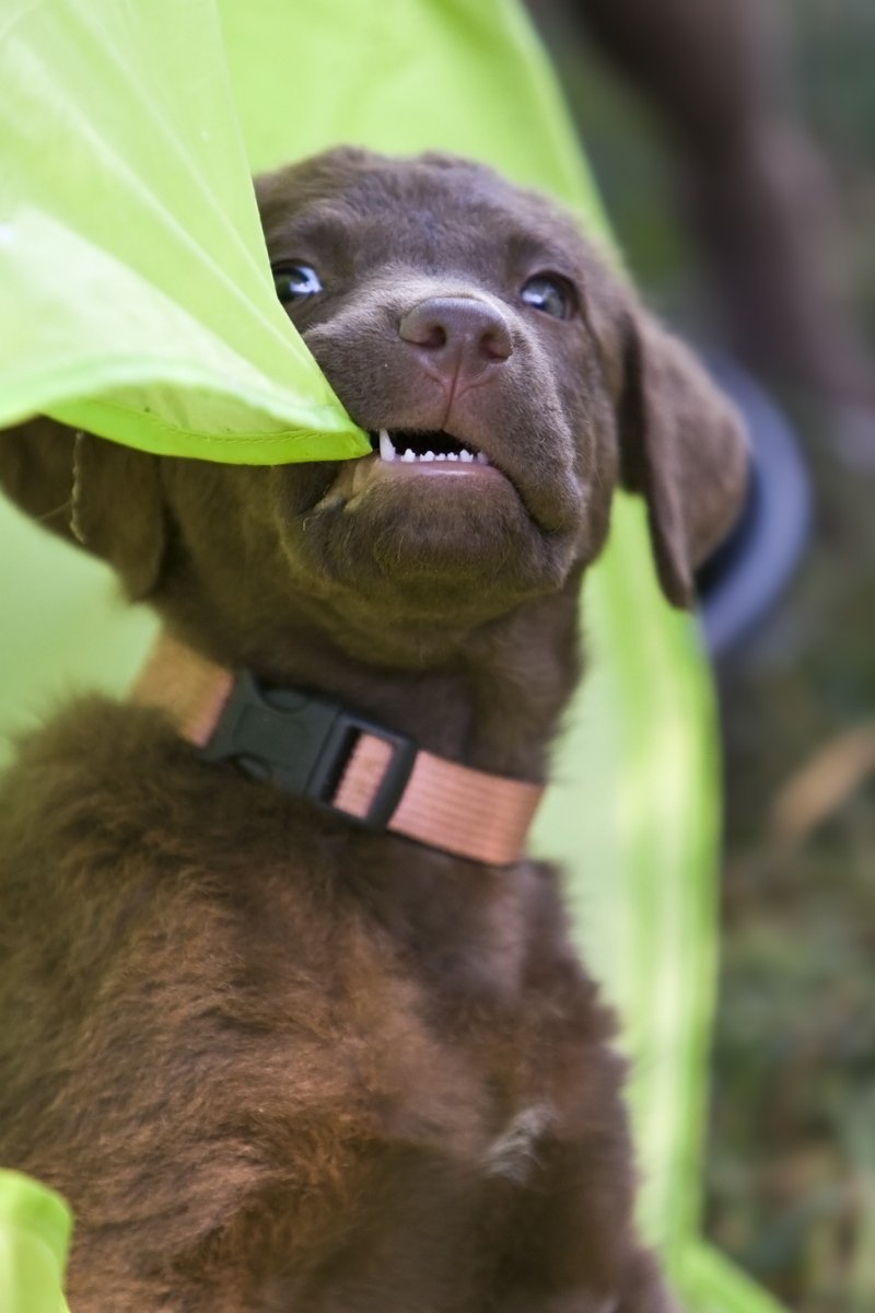Chesapeake Bay retriever rág rombol játszik kölyök rossz