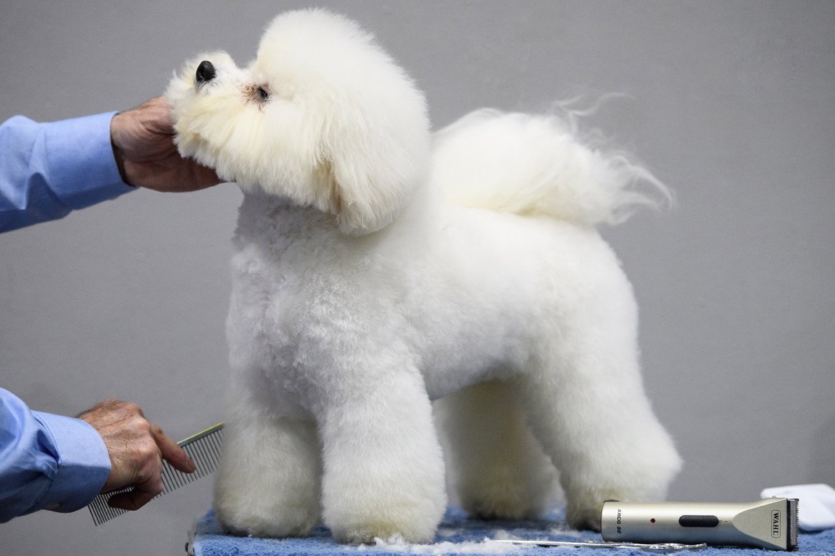 bichon frisé ápolás fésű kozmetika