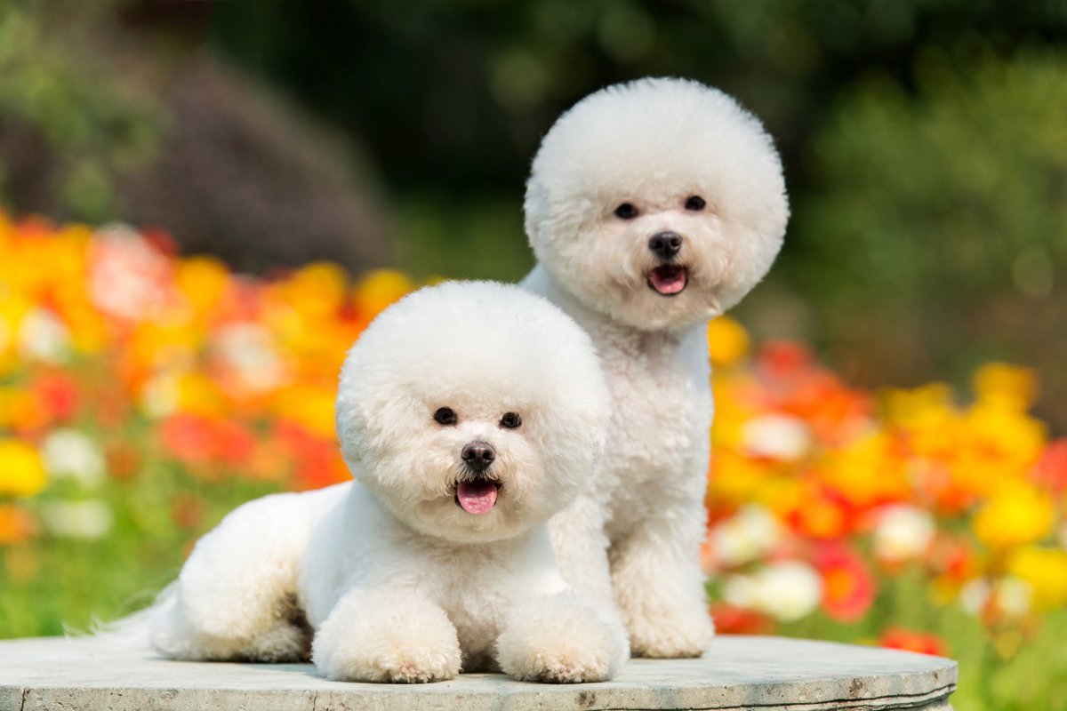 Bichon Frise