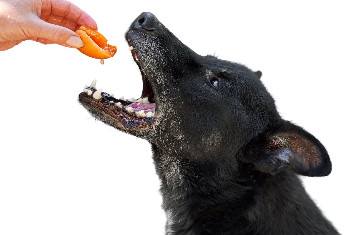 a dog wants to eat a ripe orange apricot from a woman's hand. isolated on a white background