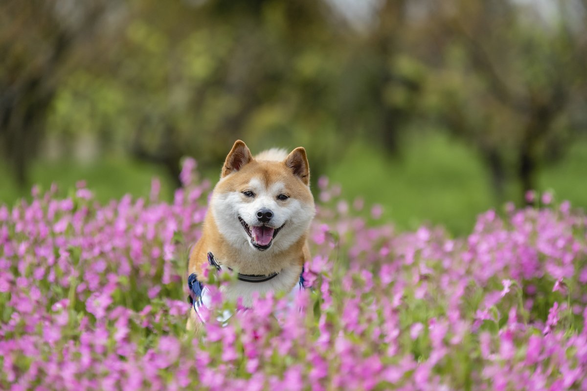 shiba inu rét tavasz mező virág