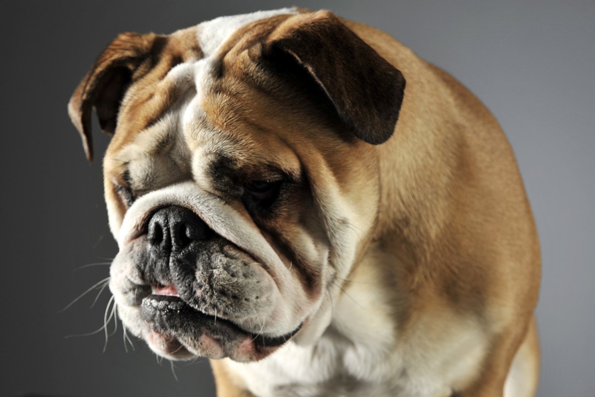 angol bulldog szomorú