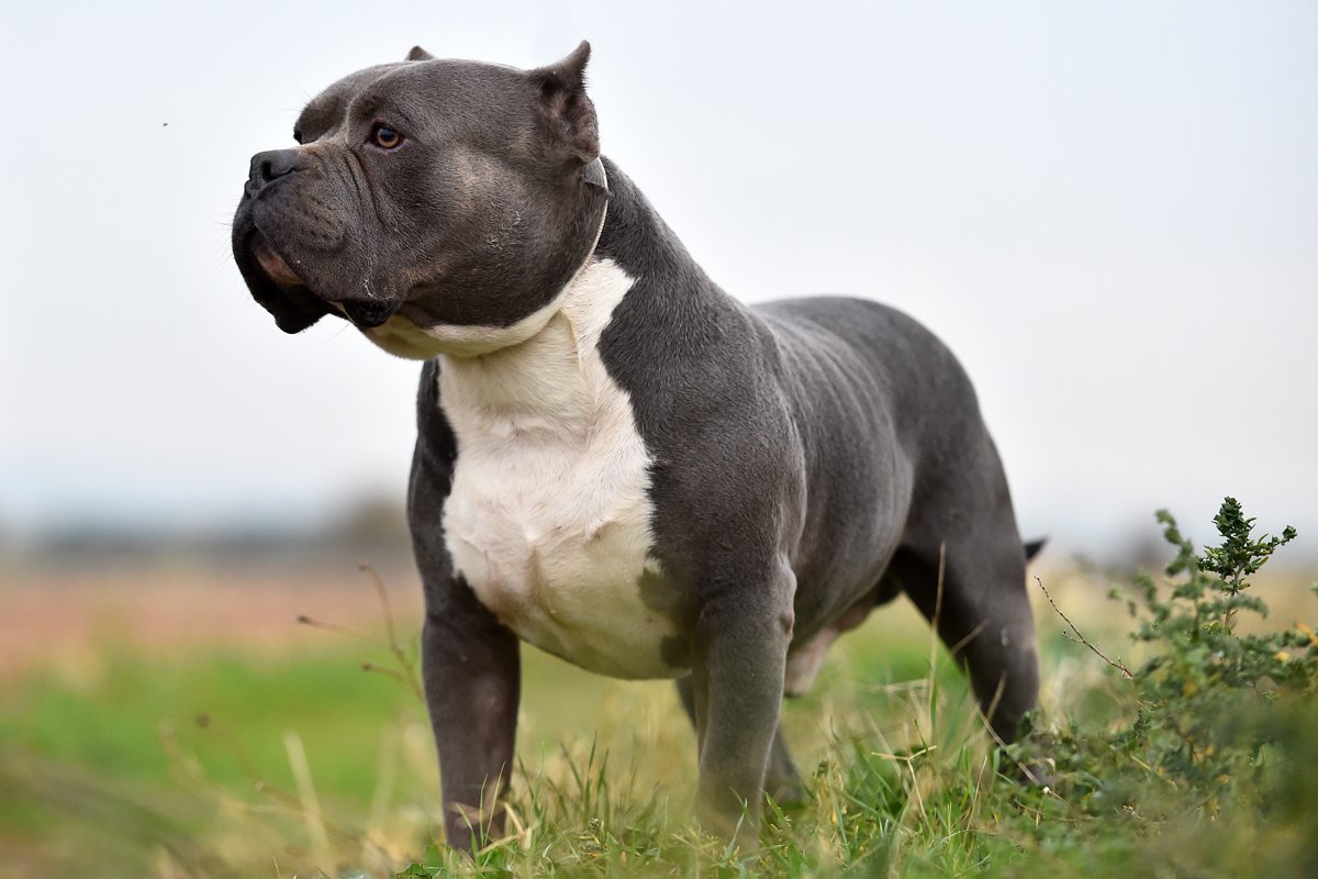 amerikai bully