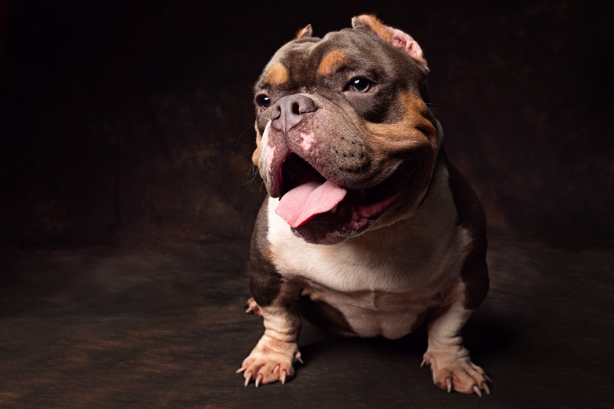 amerikai bully
