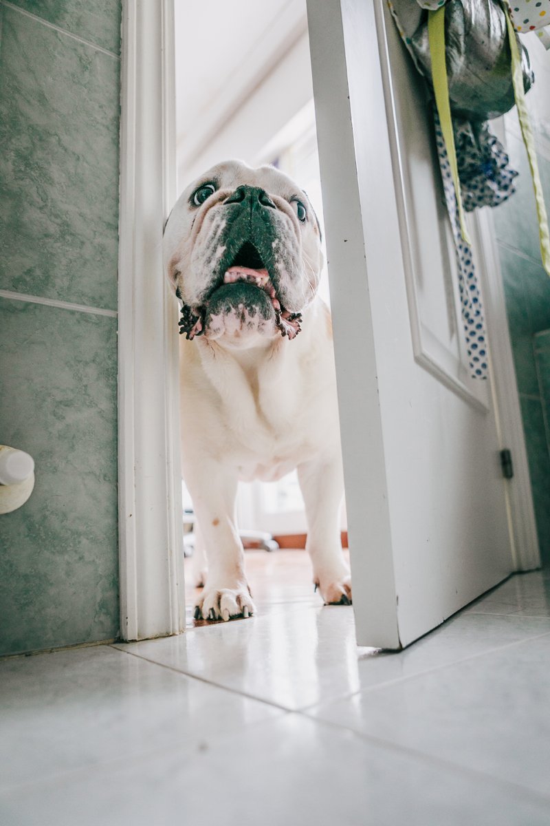 angol bulldog fürdőszoba