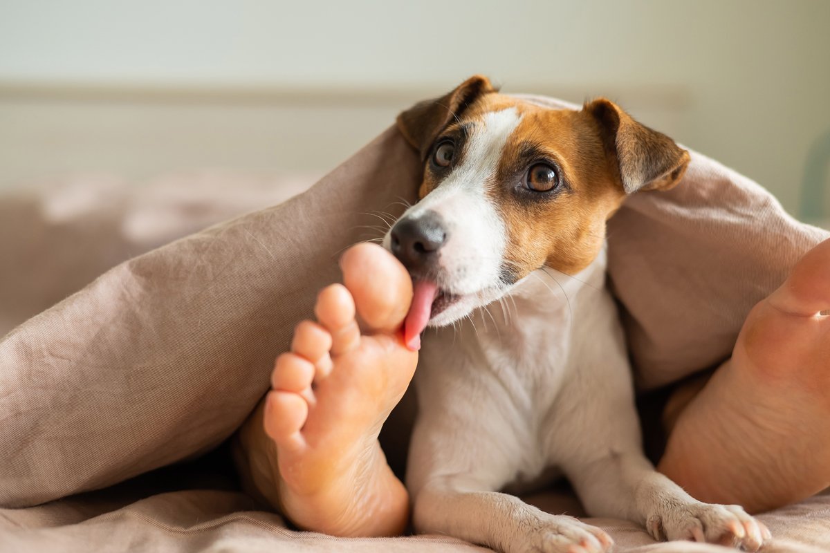 jack russell terrier ágy takaró láb nyalogat