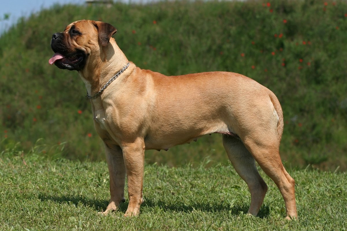 Bullmasztiff