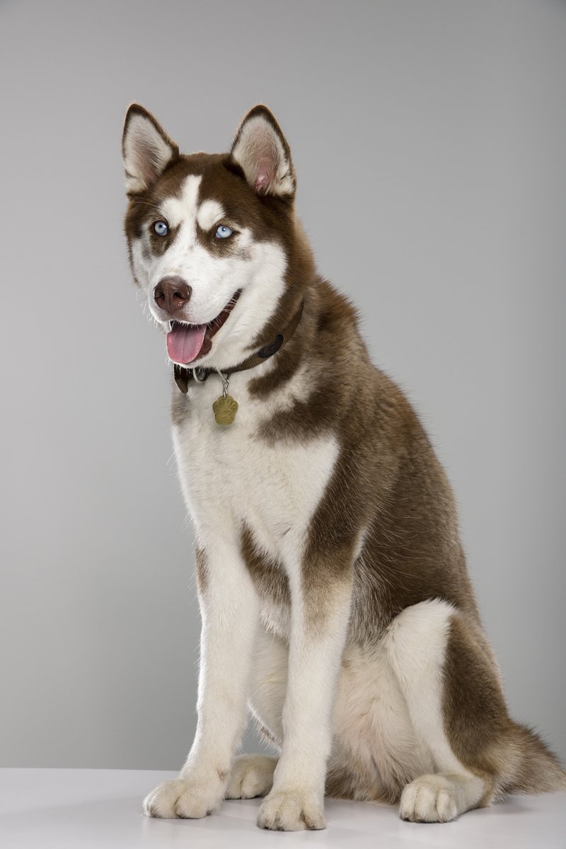 husky